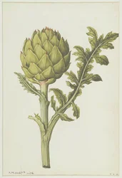 Artischocke: Cynara scolymus, ca. 1568